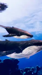 The Humpback Whales скриншот 3