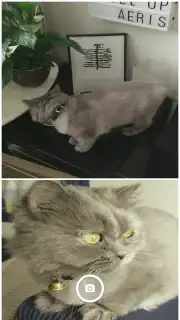 Motion Stills скриншот 3